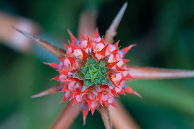 Close-up of hand holding red flower