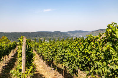 Panoramic view at the moselle valley and the city bernkastel-kues with vineyard in foreground