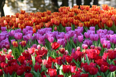 Close-up of multi colored tulips in bloom