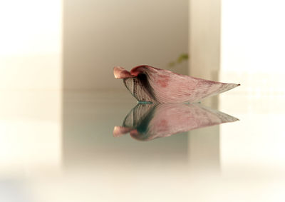 Close-up of a bird flying