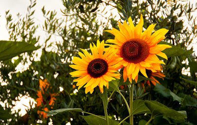Close-up of yellow flowering plant