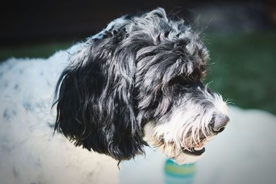 Close-up of dog looking away