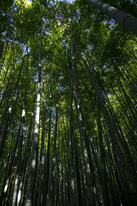 Low angle view of bamboo trees in forest