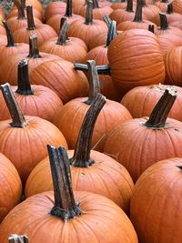 Pumpkin-pocalyple