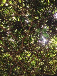 Low angle view of trees against sunlight