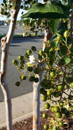 Close-up of a plant growing on tree