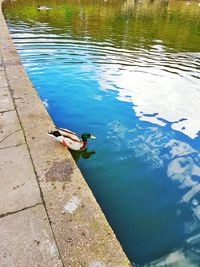 Reflection of trees in water