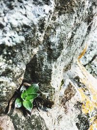 Close-up of tree trunk