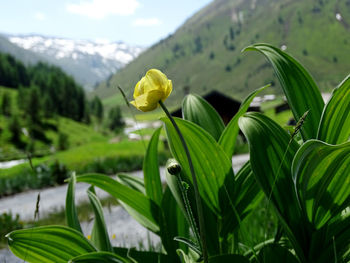 Close-up of yellow flowering plant