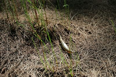 View of an animal on field