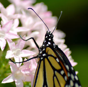 Close-up of butterfly pollinating on flower