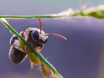 Close-up of insect on plant