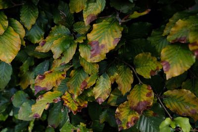 Close-up of autumn leaves