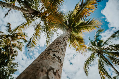 Low angle view of palm tree against sky