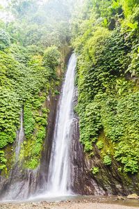 Scenic view of waterfall in forest