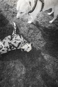 High angle view of dog lying on field