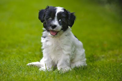 Havanese cute puppy dog laying in grass