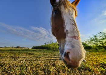 Close-up of a horse on field