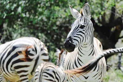 Close-up of zebra