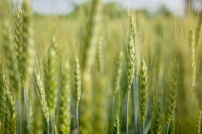 Green ears of wheat in a vast field