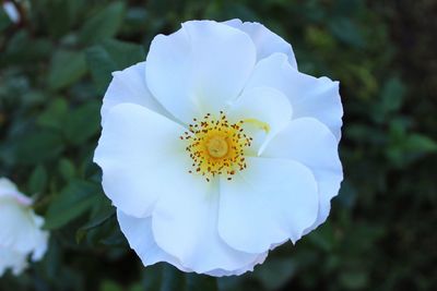 Close-up of white flower blooming outdoors