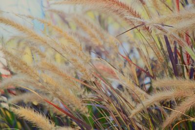 Full frame shot of multi colored grass