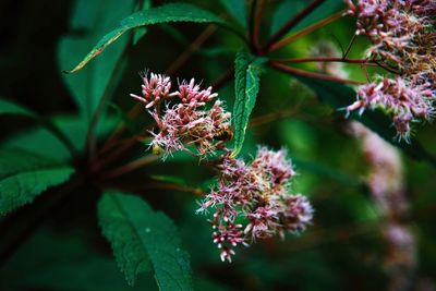 Close-up of flowers