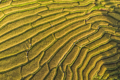 Full frame shot of agricultural field