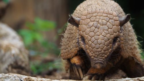 Close-up of lizard