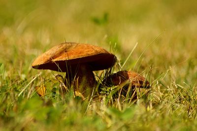 Close-up of mushroom growing on field