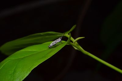 Close-up of insect on green leaf