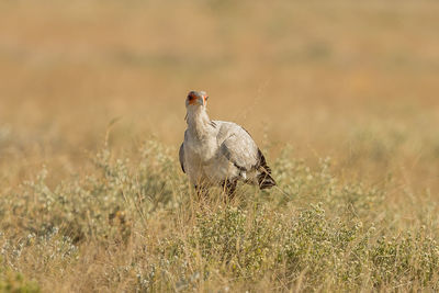 View of a bird on land