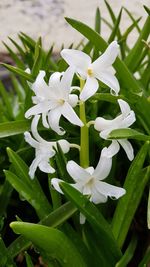 Close-up of white flowering plant