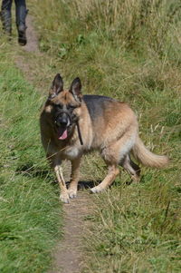 Dog standing on grassy field