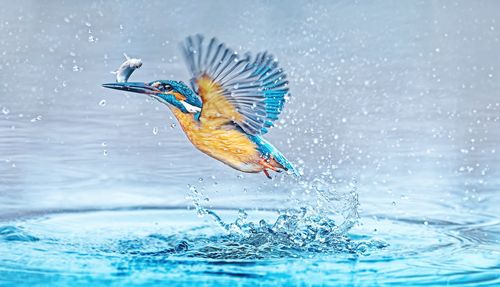 Bird flying over water