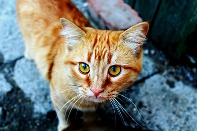 Close-up portrait of ginger cat