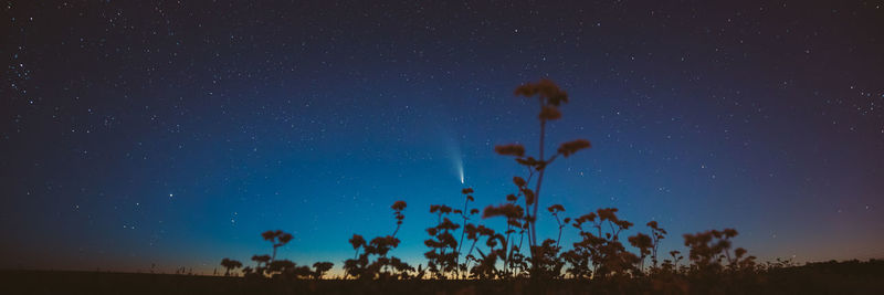 Low angle view of trees against sky at night