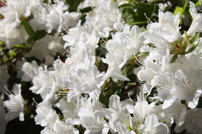 Close-up of white flowers blooming outdoors