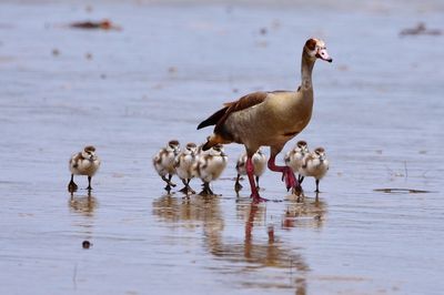 Ducks in a lake