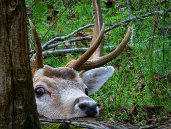 Close-up of goat