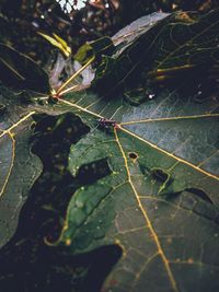 Close-up of leaves on spider web