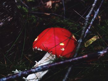 Close-up of plant in the forest