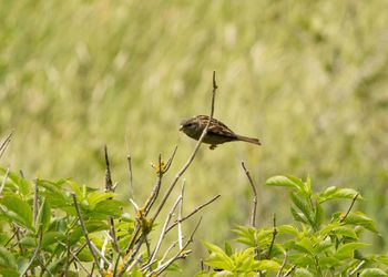 Bird flying over plants