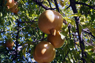 Close-up of apple on tree