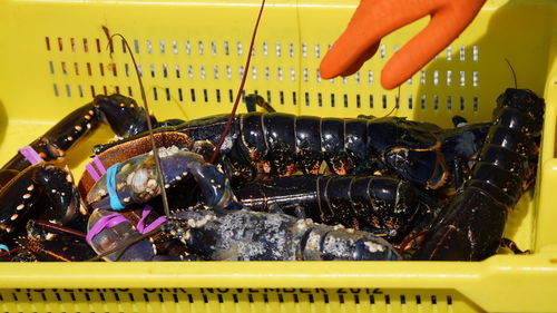 Close-up of hand touching lobster in basket 