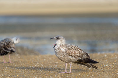 Seagulls perching on a beach