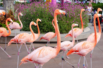 View of birds in the water