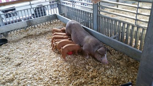 High angle view of birds in cage