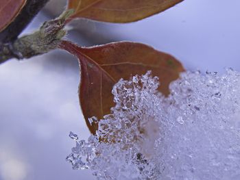 Close-up of frozen flower tree