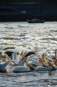 View of birds swimming in sea